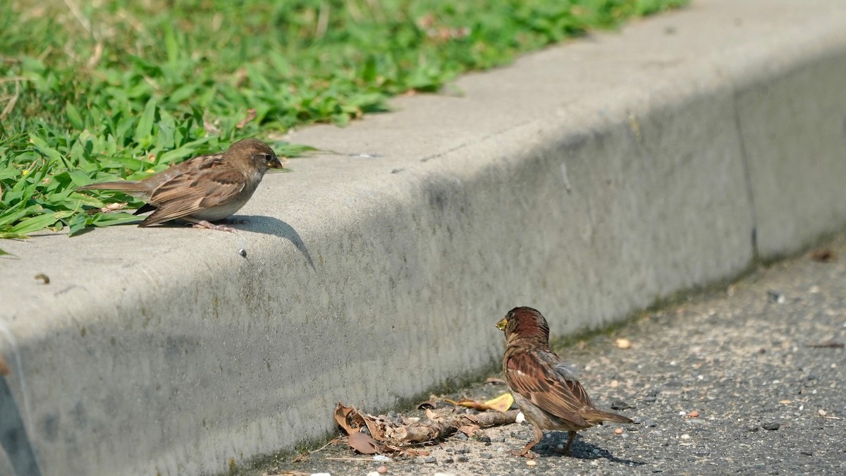 House Sparrow - ML621741406