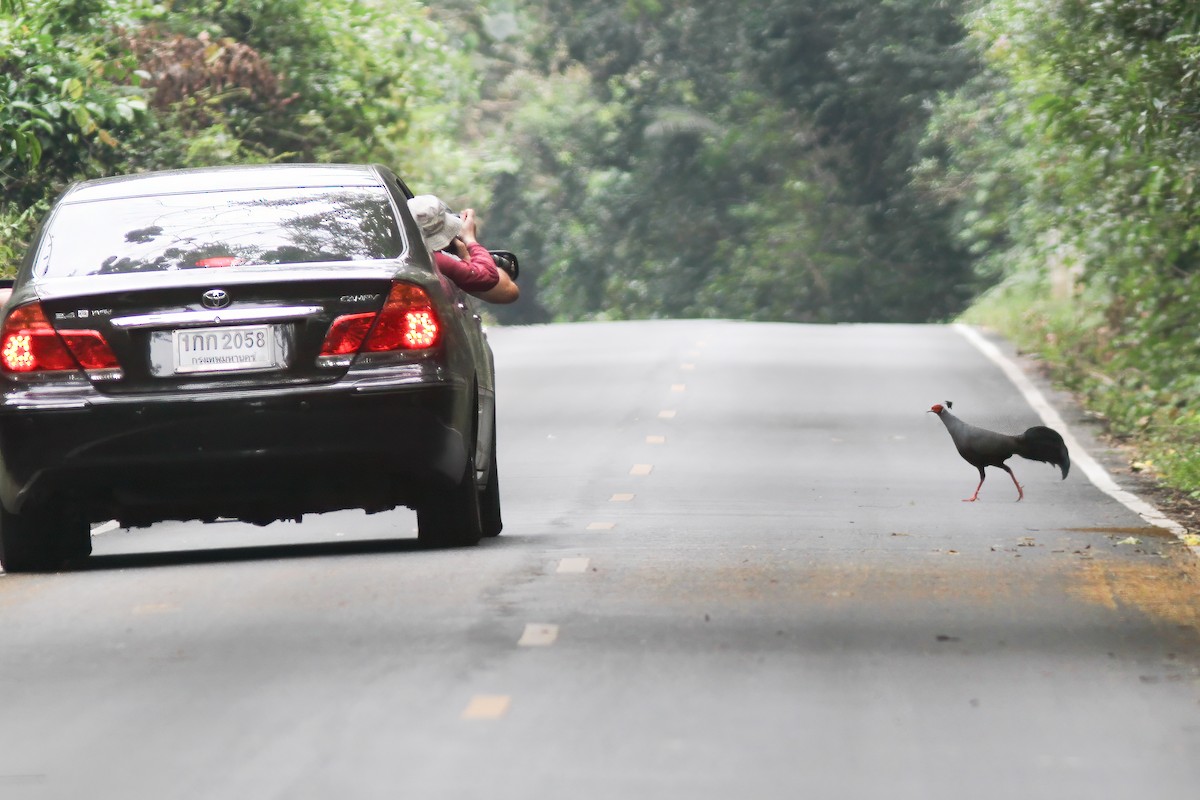 Siamese Fireback - ML621741410