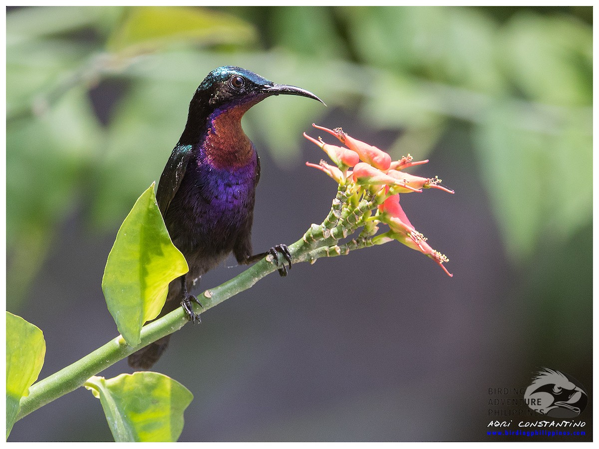 Copper-throated Sunbird - ML621741419