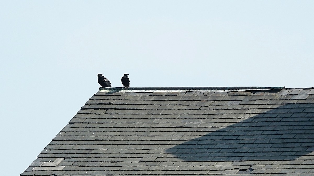 Fish Crow - ML621741461