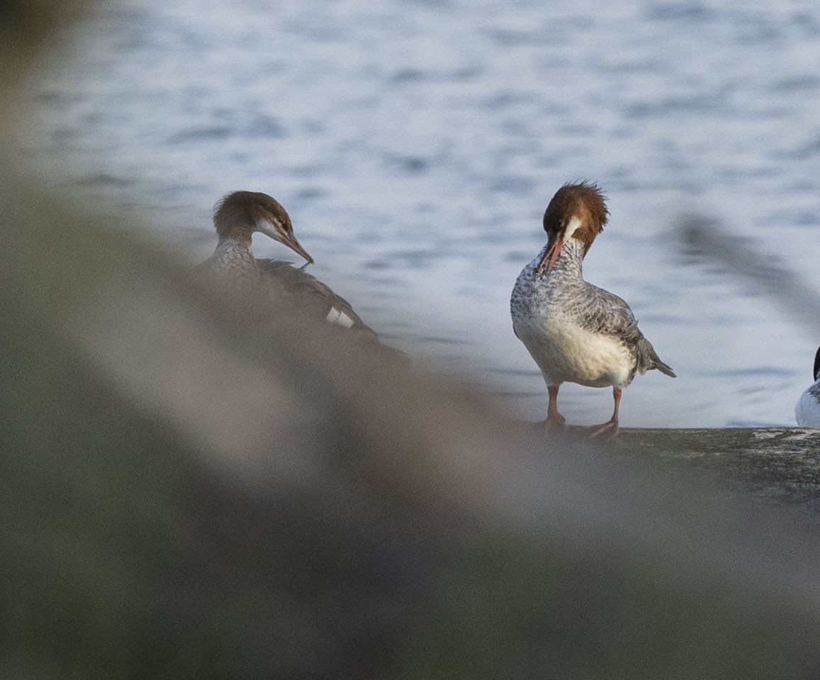 Common Merganser - Mike Austin