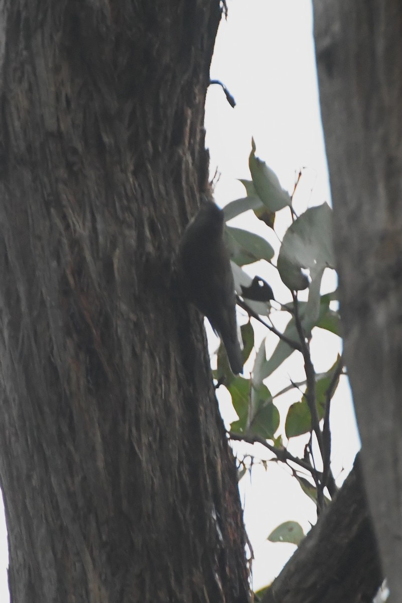 White-throated Treecreeper (White-throated) - ML621741513