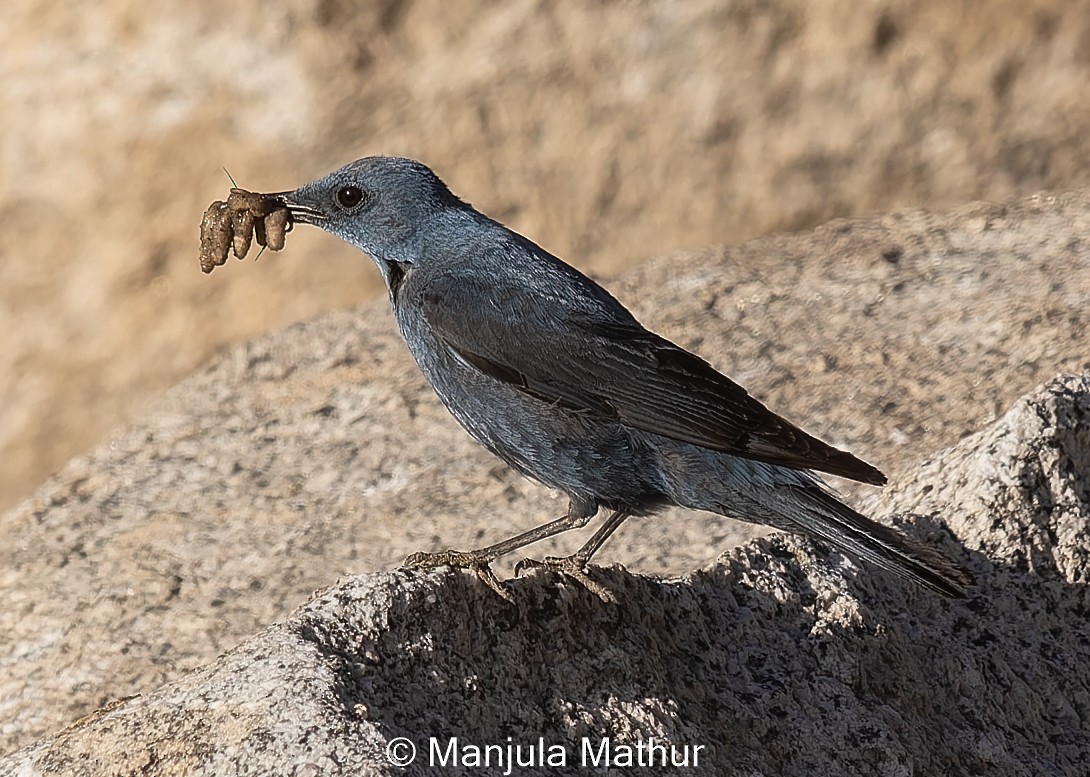 Blue Rock-Thrush - ML621741611