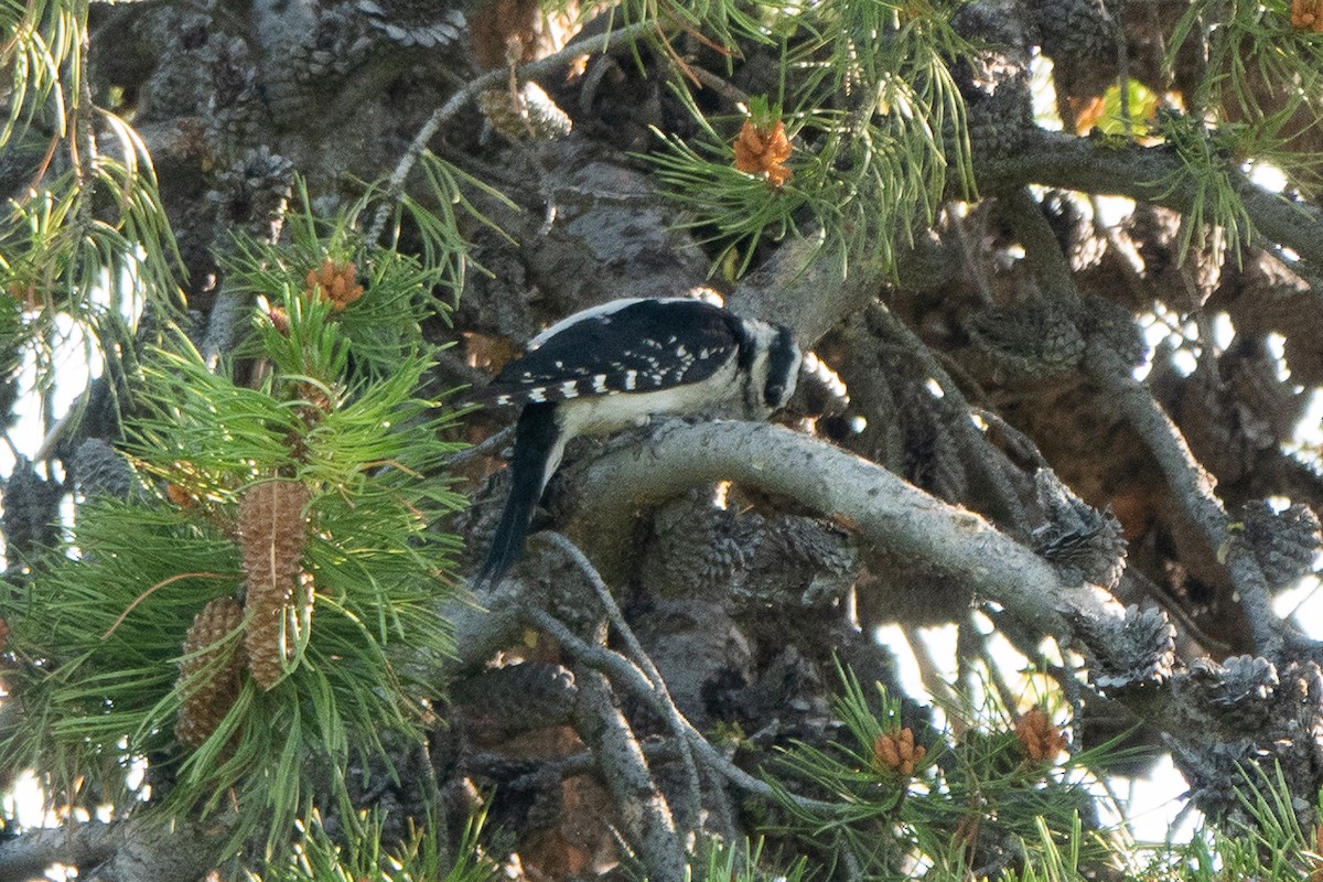 Hairy Woodpecker - ML621741630