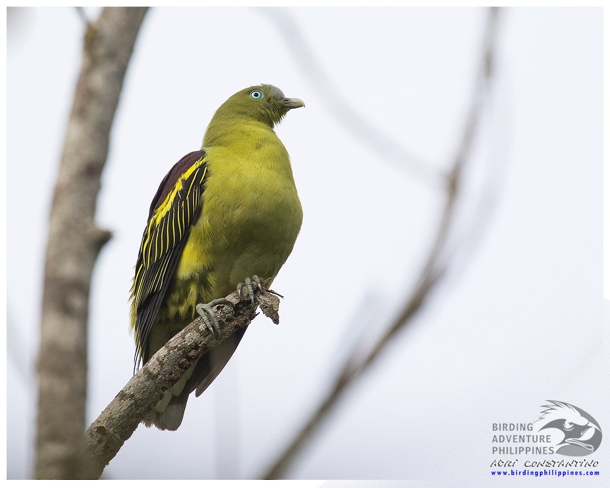 Philippine Green-Pigeon - Adrian Constantino