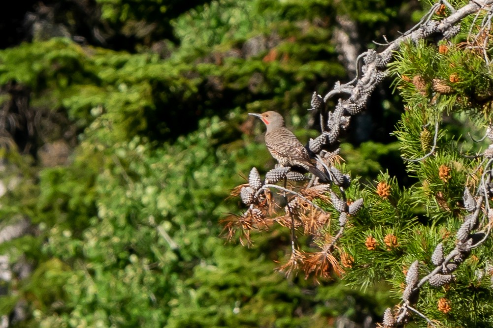 Northern Flicker - ML621741656