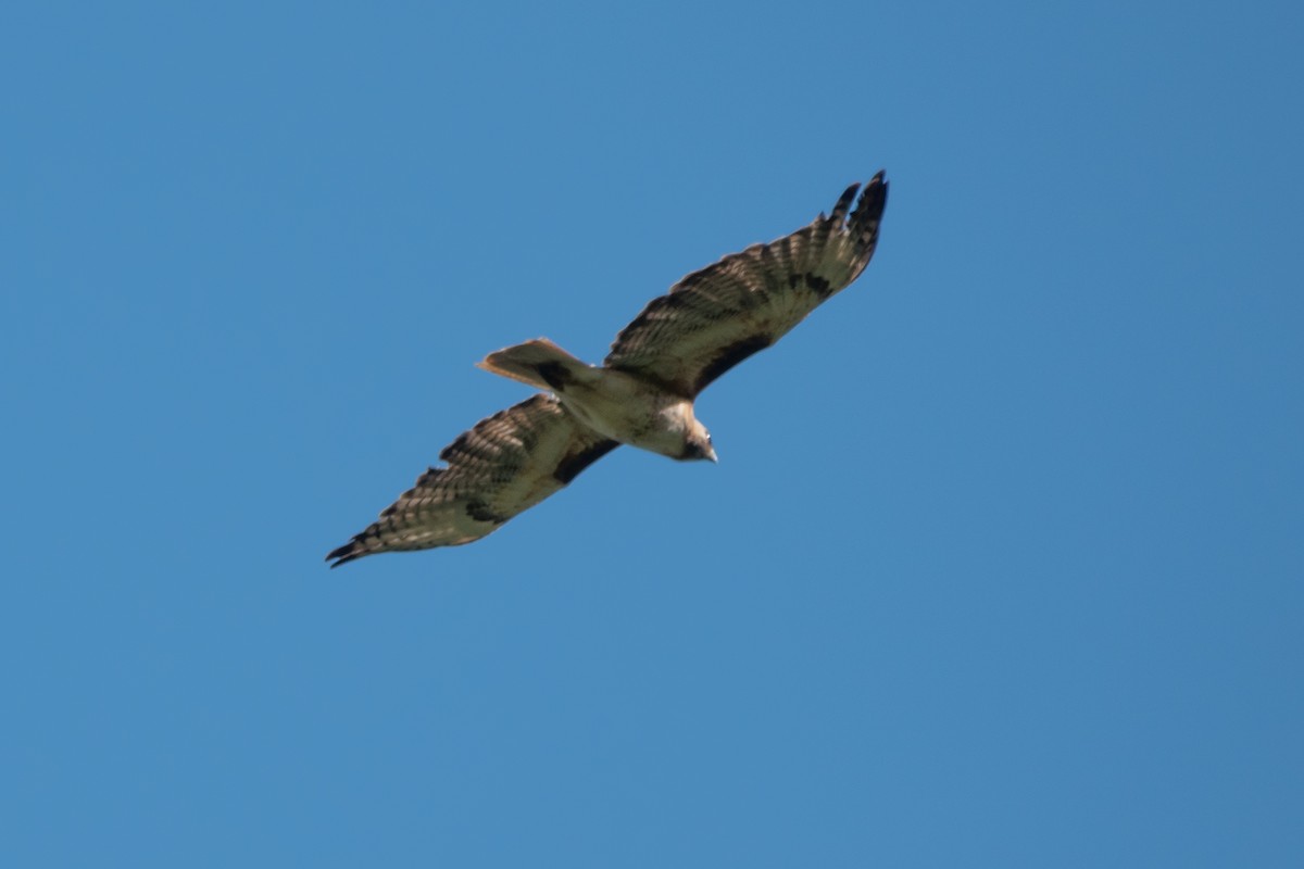 Red-tailed Hawk - ML621741686