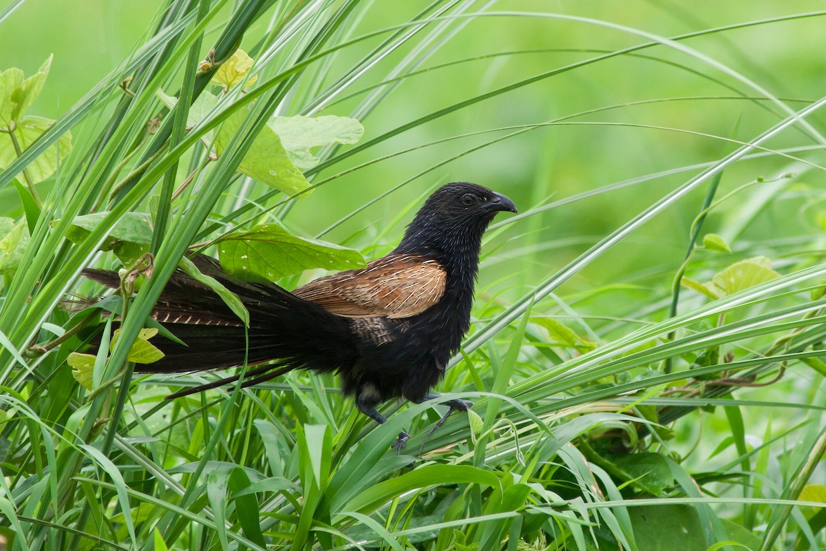 Lesser Coucal - ML621741692