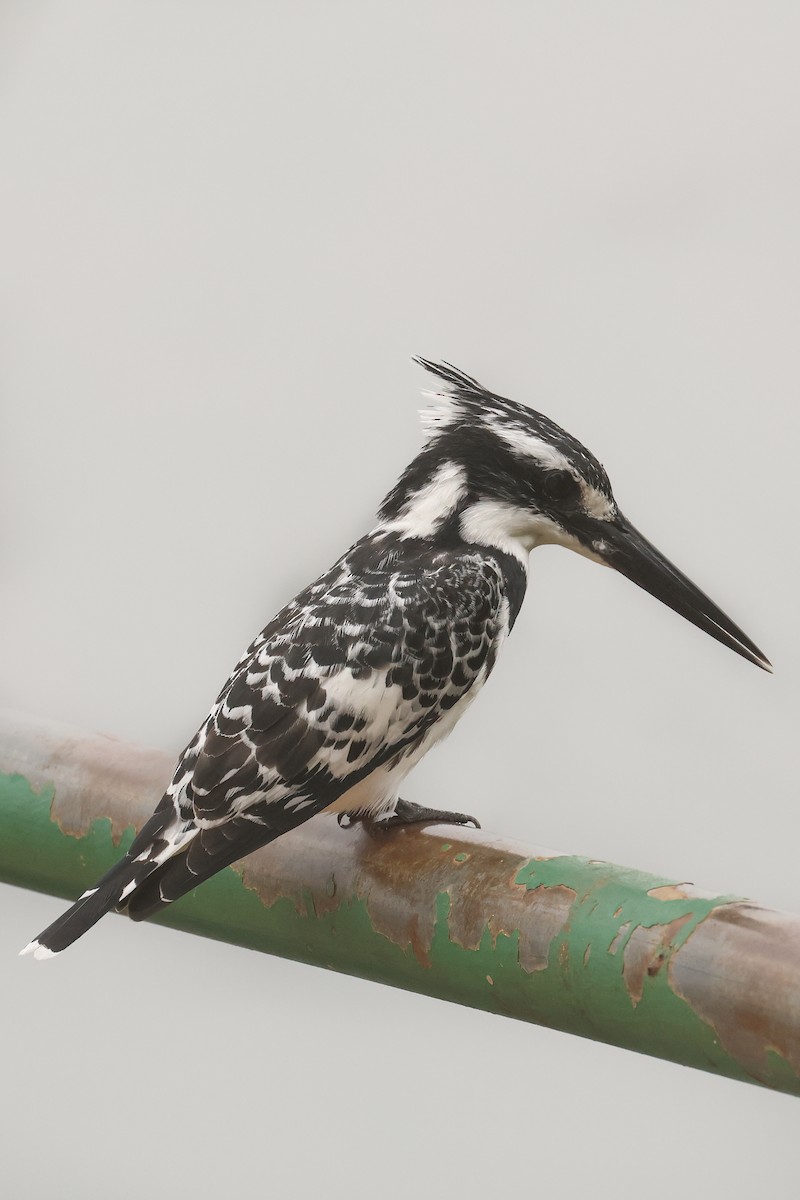 Pied Kingfisher - ML621741739