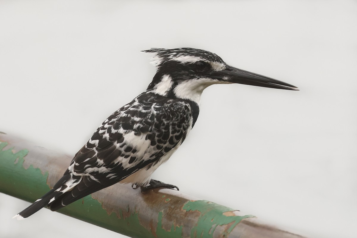 Pied Kingfisher - ML621741741