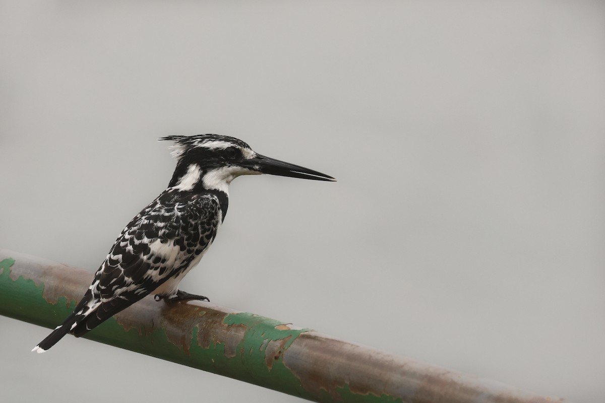 Pied Kingfisher - ML621741743