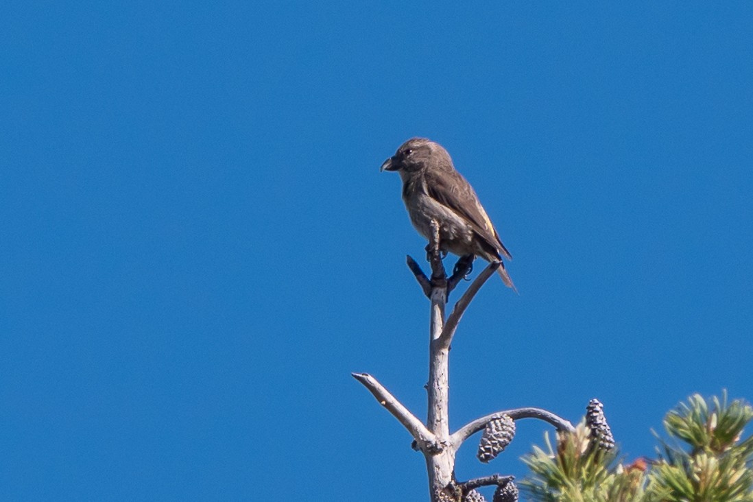 Cassia Crossbill - ML621741756