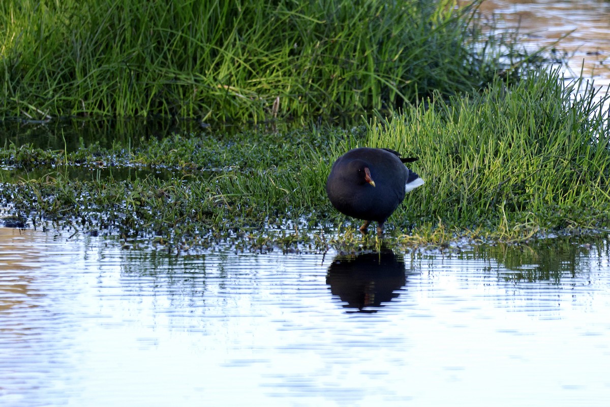 Dusky Moorhen - ML621741762