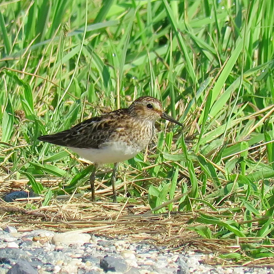 Least Sandpiper - Daniel Barkley