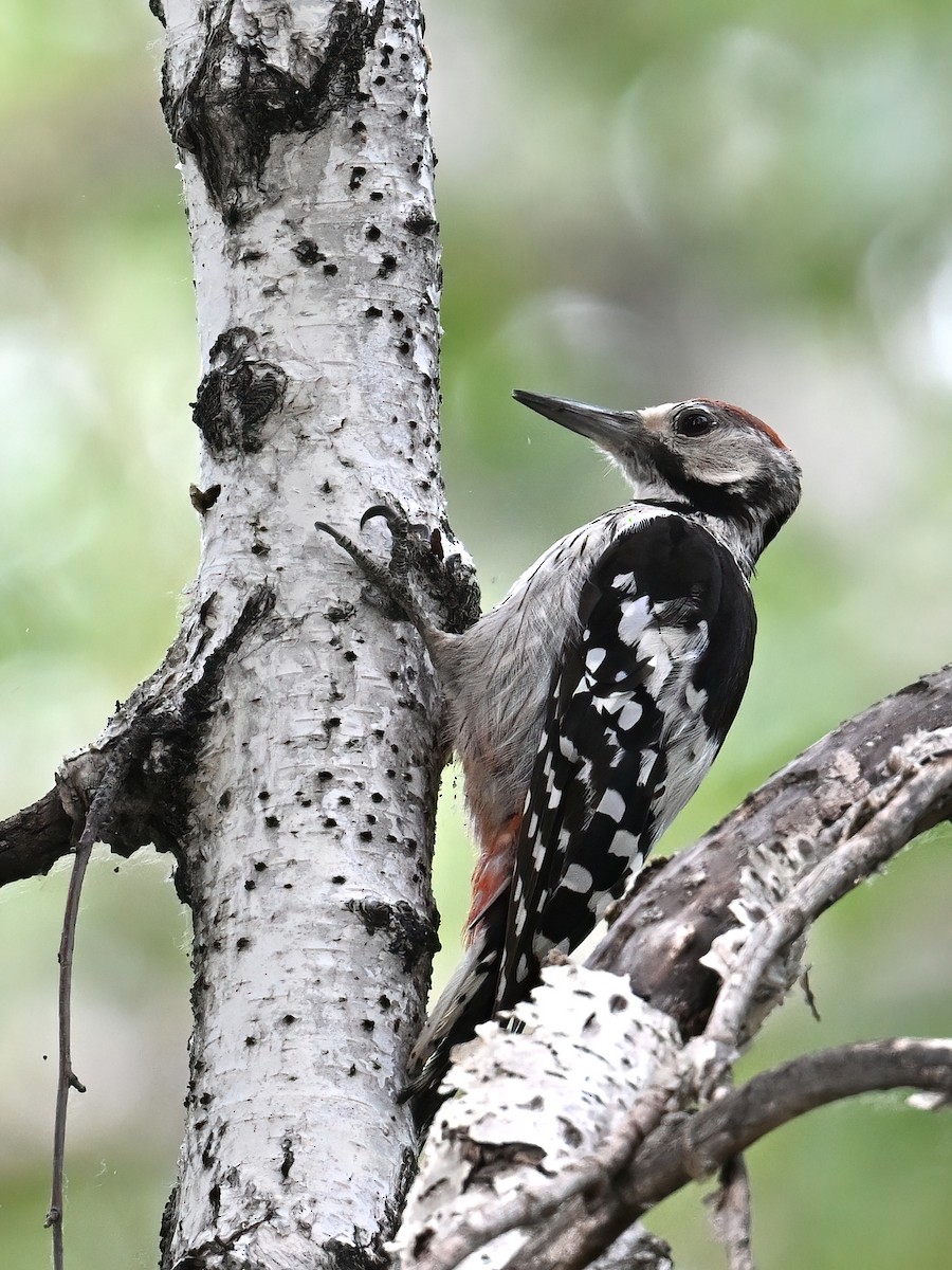 White-backed Woodpecker - ML621741813