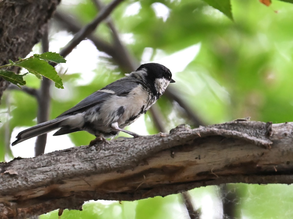 Great Tit (Great) - ML621741815