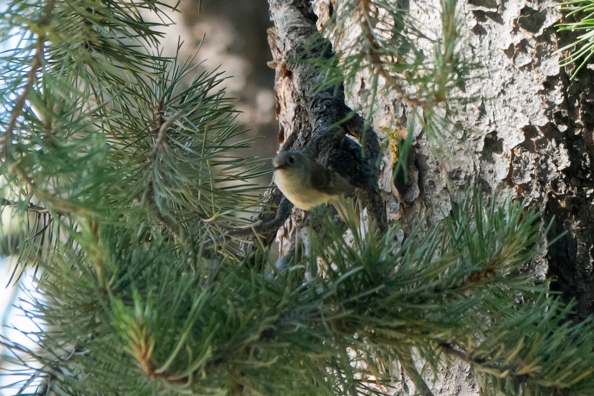 Ruby-crowned Kinglet - ML621741846