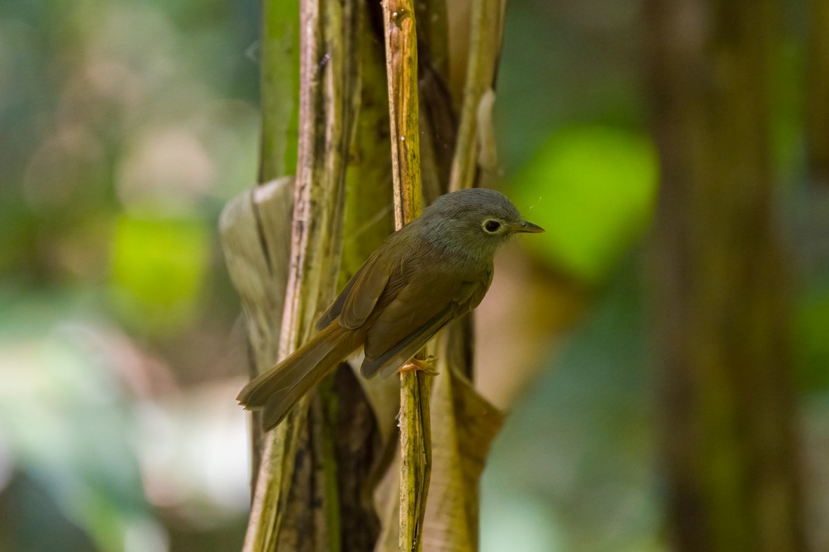 Huet's Fulvetta - ML621741871