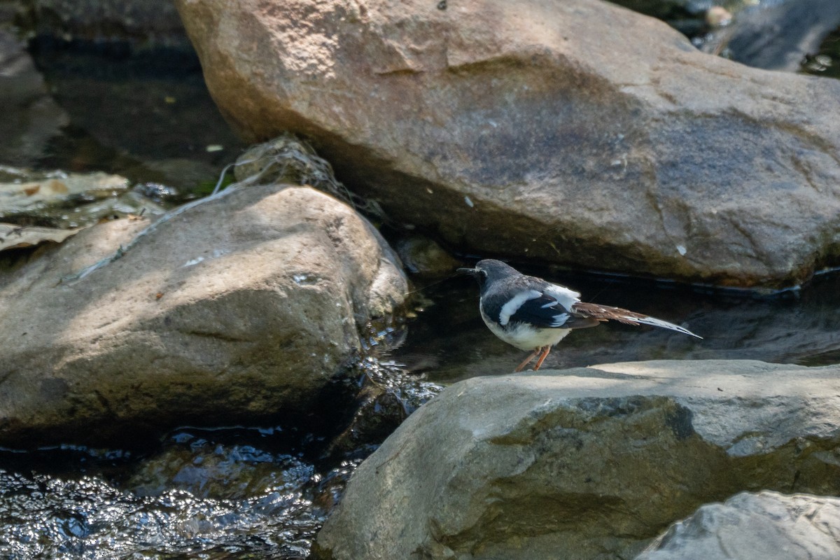 Slaty-backed Forktail - ML621741873