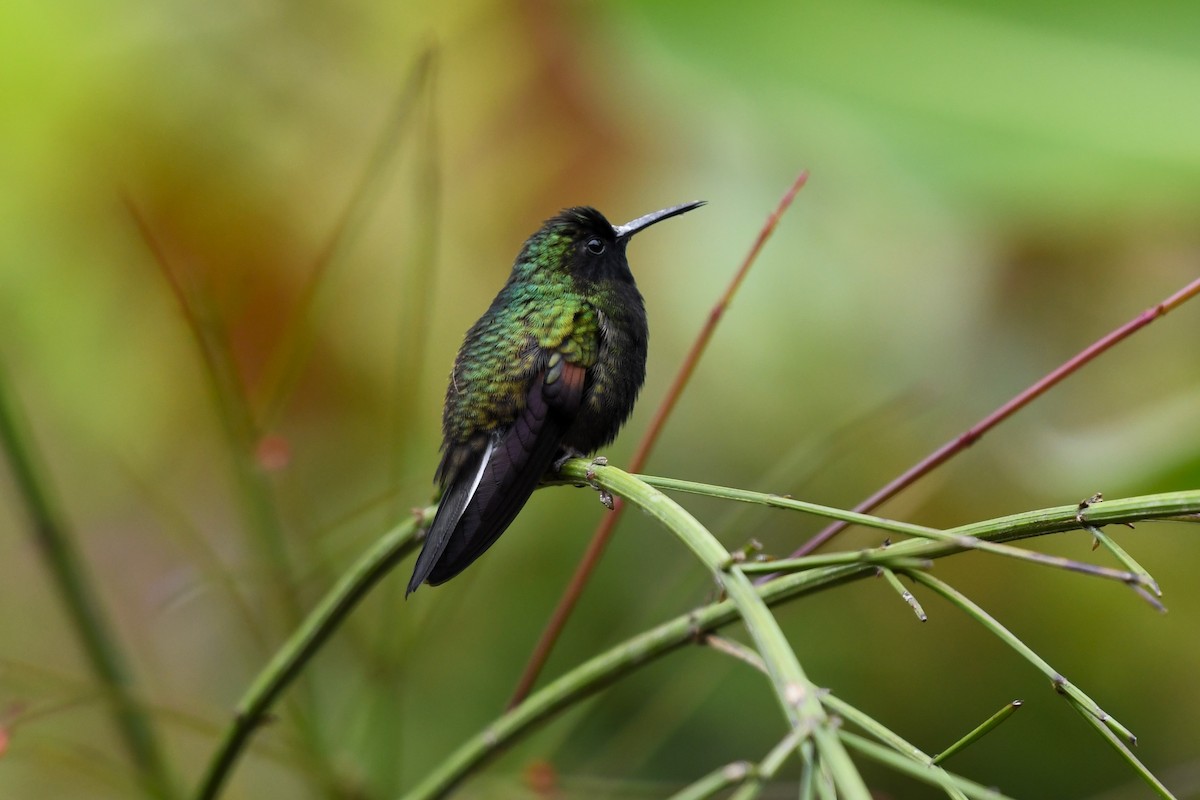 Black-bellied Hummingbird - ML621741879