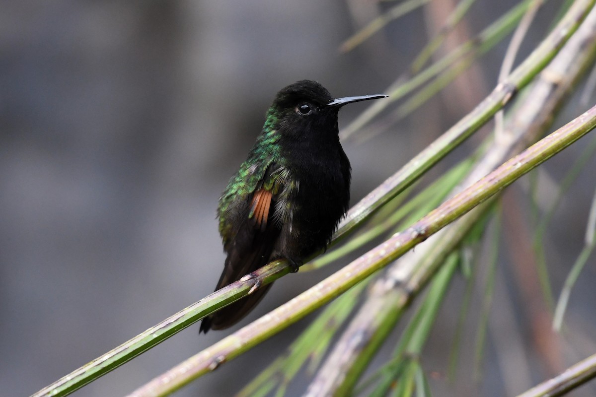 Black-bellied Hummingbird - ML621741880