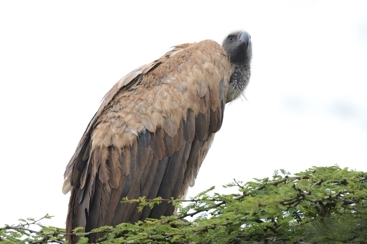 White-backed Vulture - ML621741881