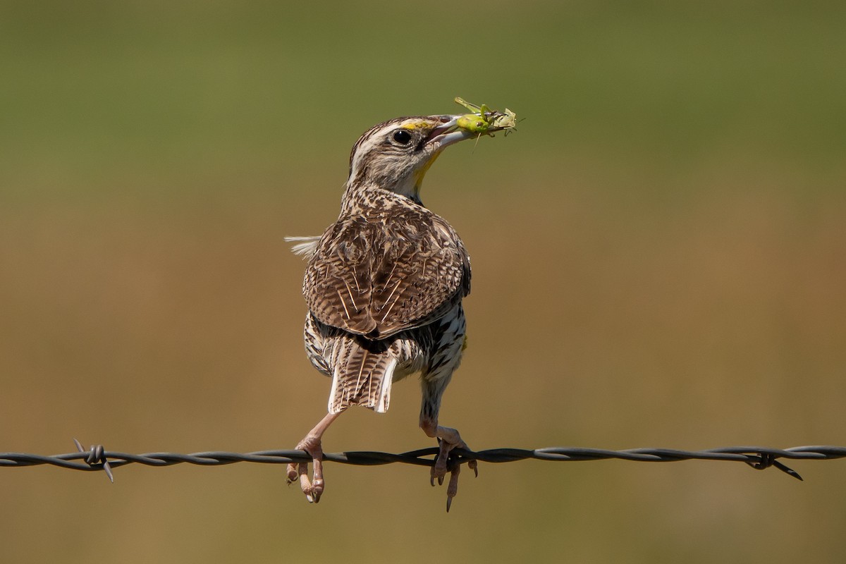 Western Meadowlark - Marilyn Henry