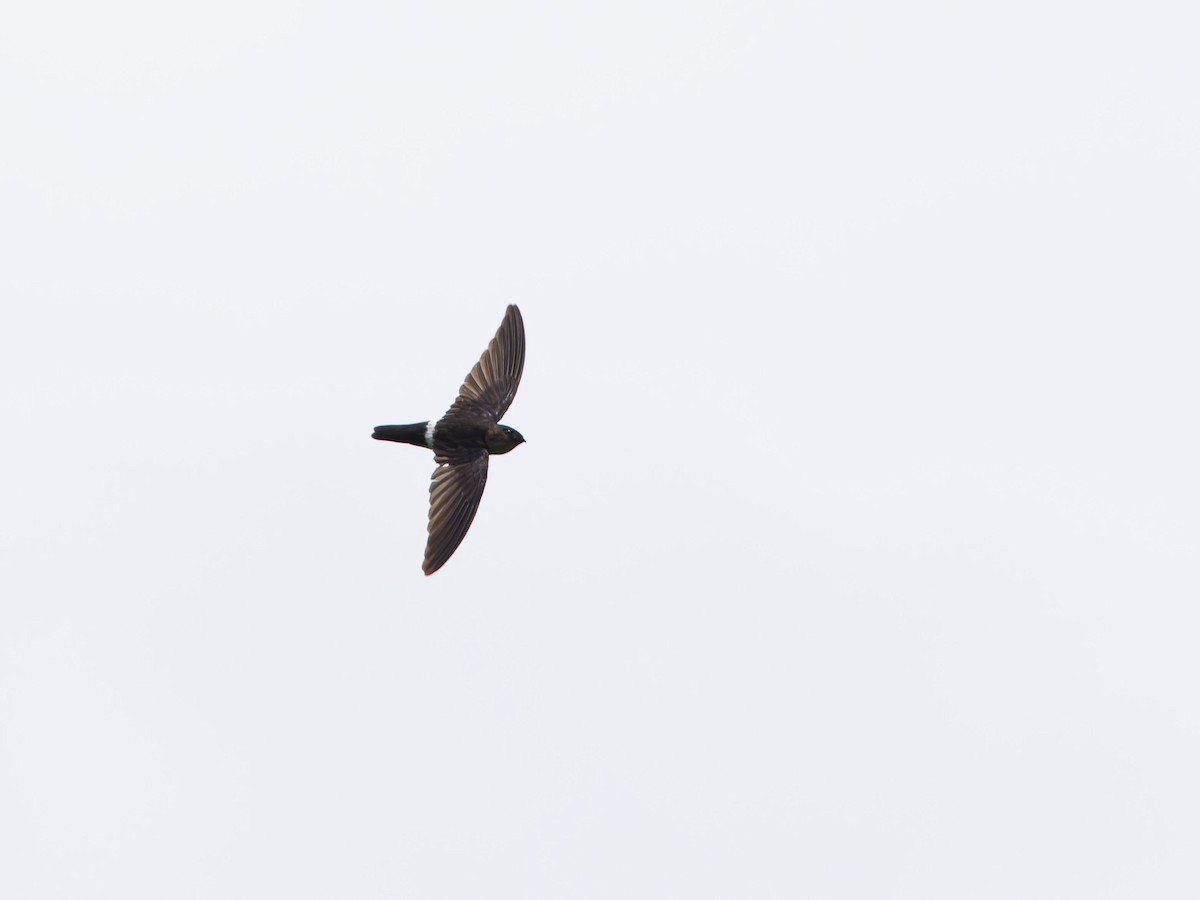 Pygmy Swiftlet - ML621741917