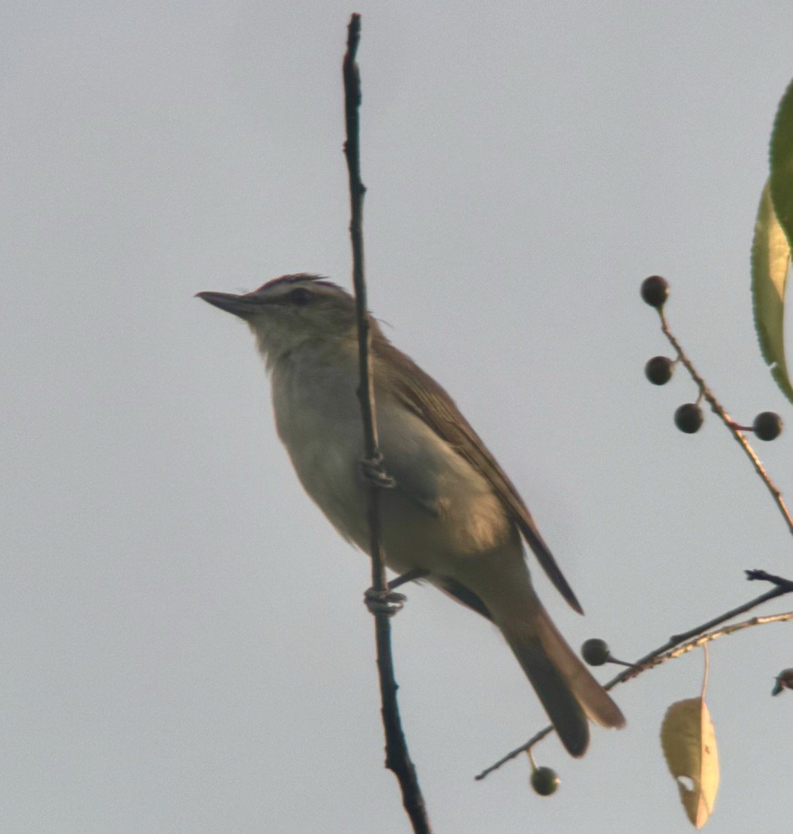 Red-eyed Vireo - ML621741929