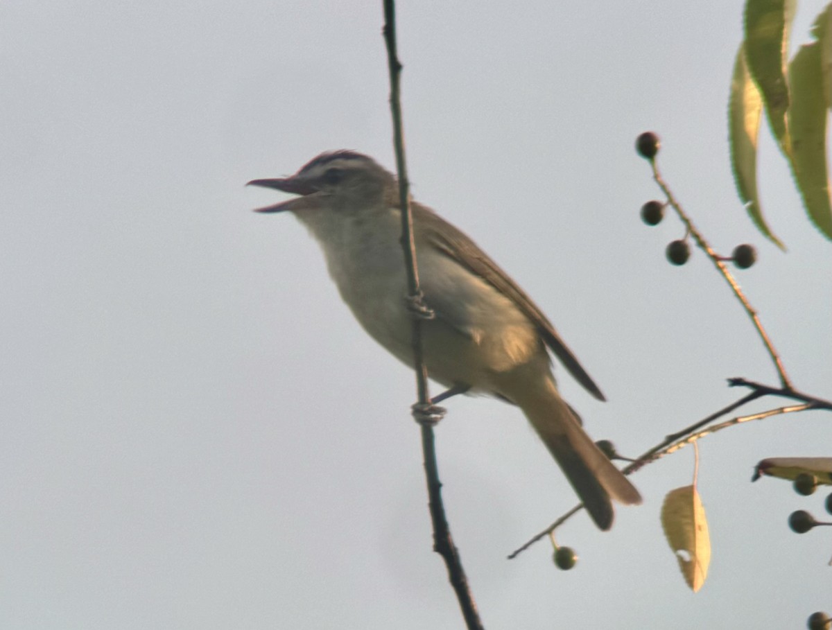 Kızıl Gözlü Vireo - ML621741930