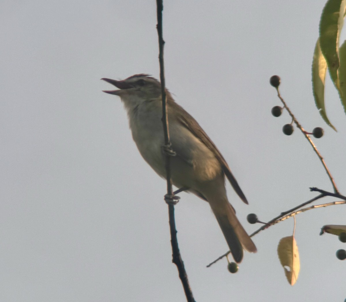 Red-eyed Vireo - ML621741931