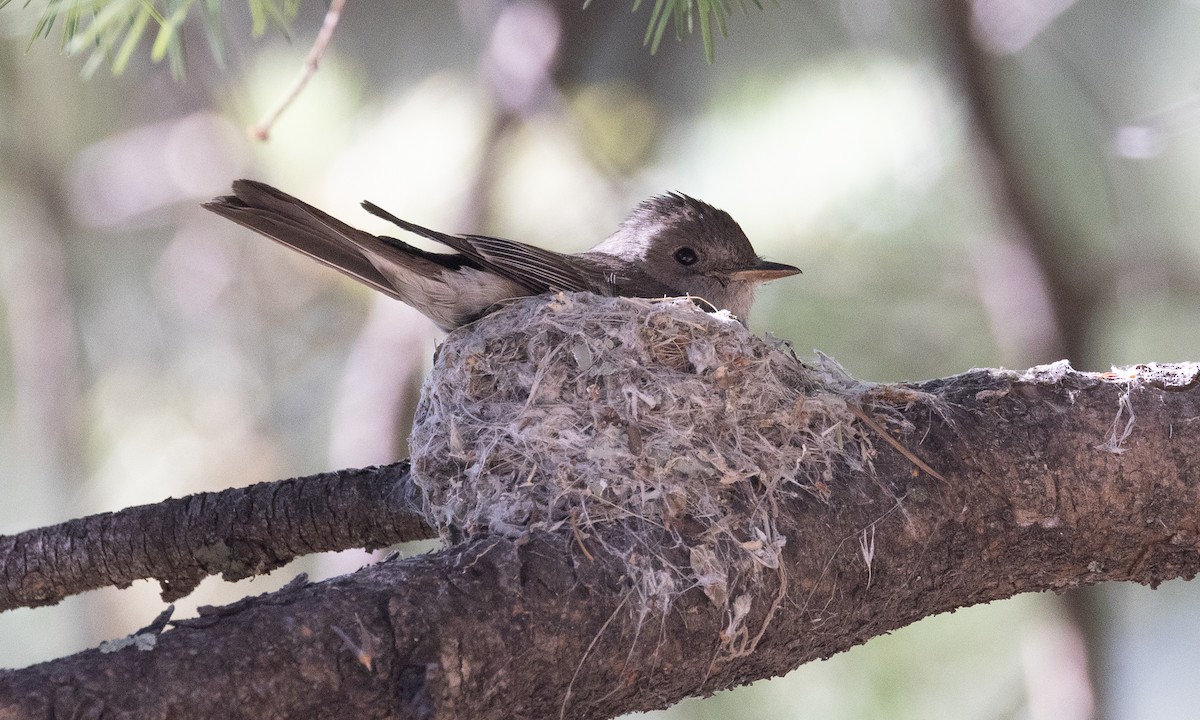 Western Wood-Pewee - ML621741949