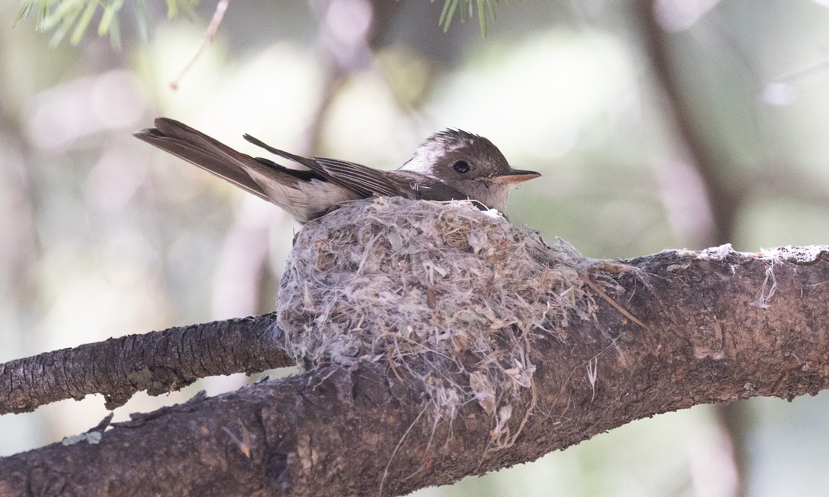 Western Wood-Pewee - ML621741950