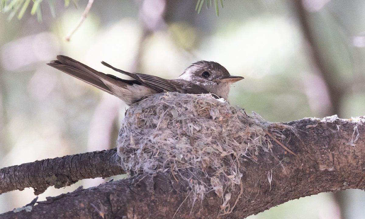 Western Wood-Pewee - ML621741951