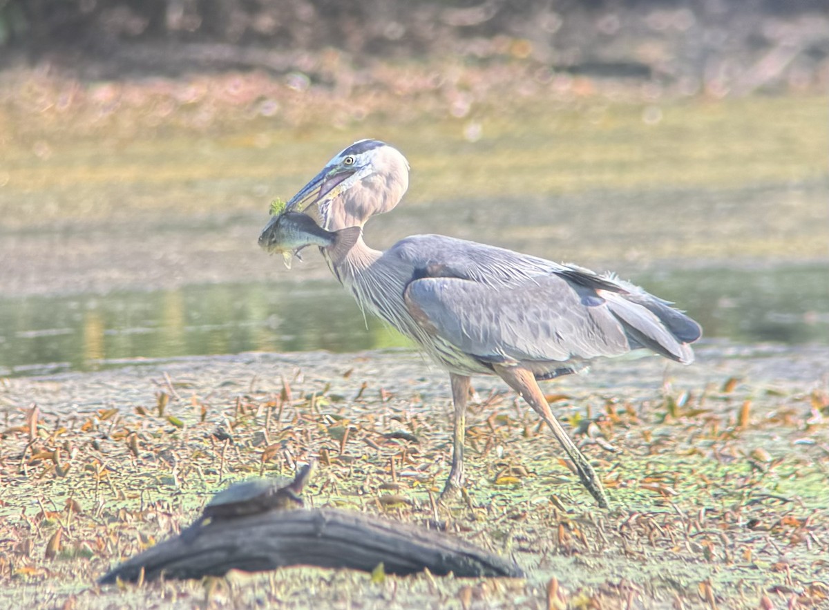 Great Blue Heron (Great Blue) - ML621741956