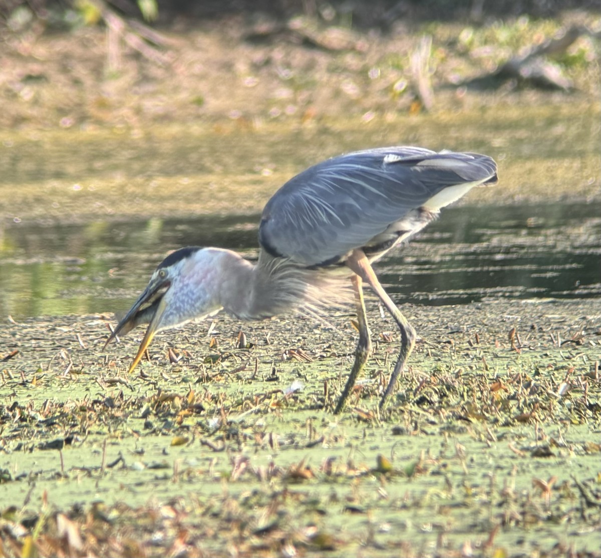 Great Blue Heron (Great Blue) - ML621741957