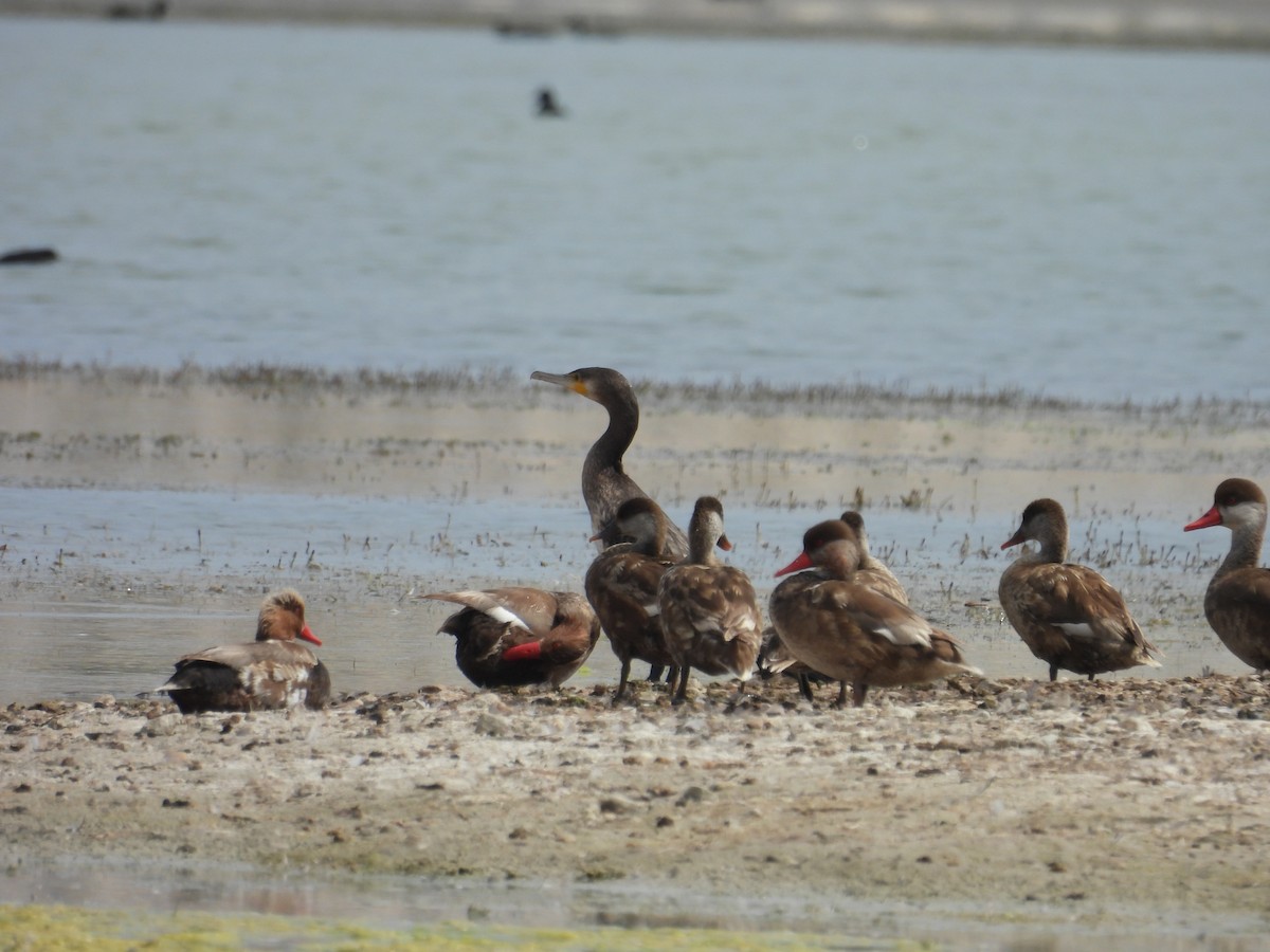 Great Cormorant - ML621742045