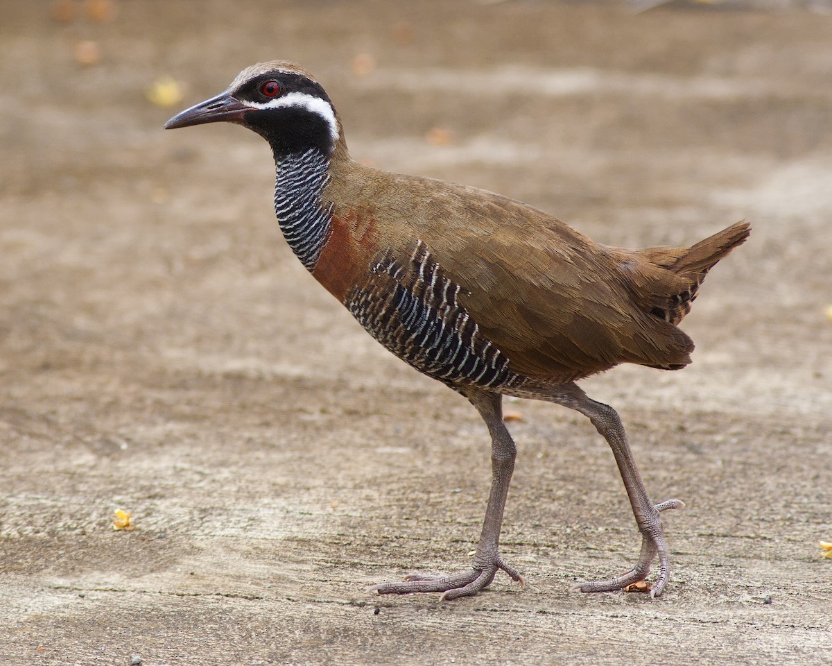 Barred Rail - ML621742097