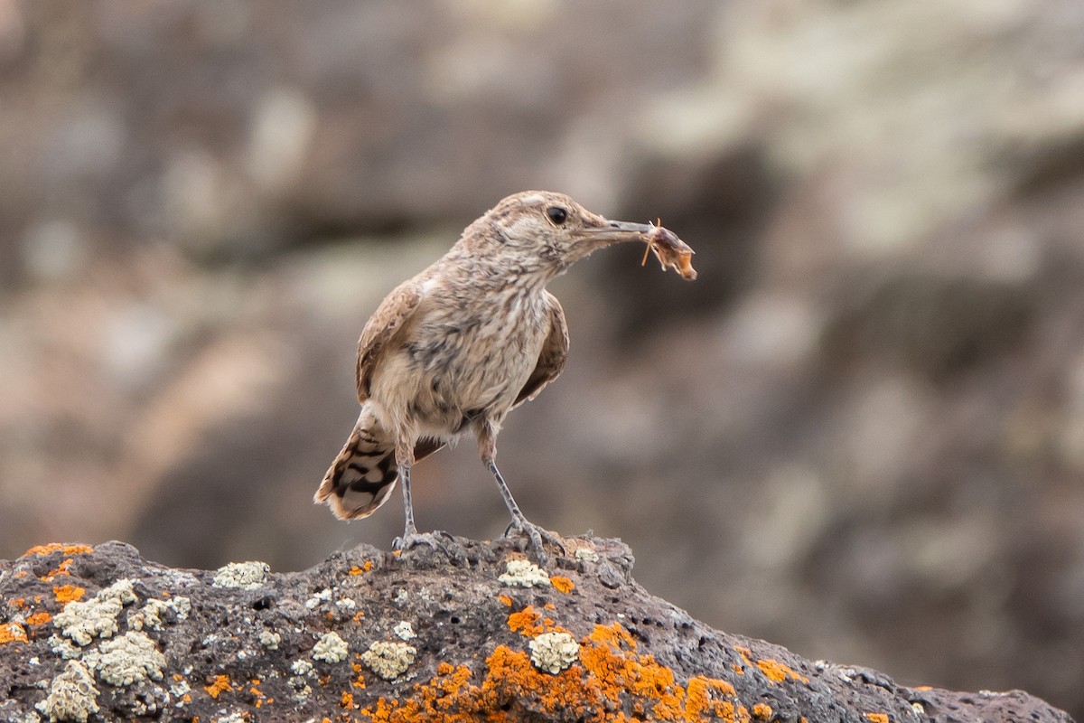 Rock Wren - ML621742117