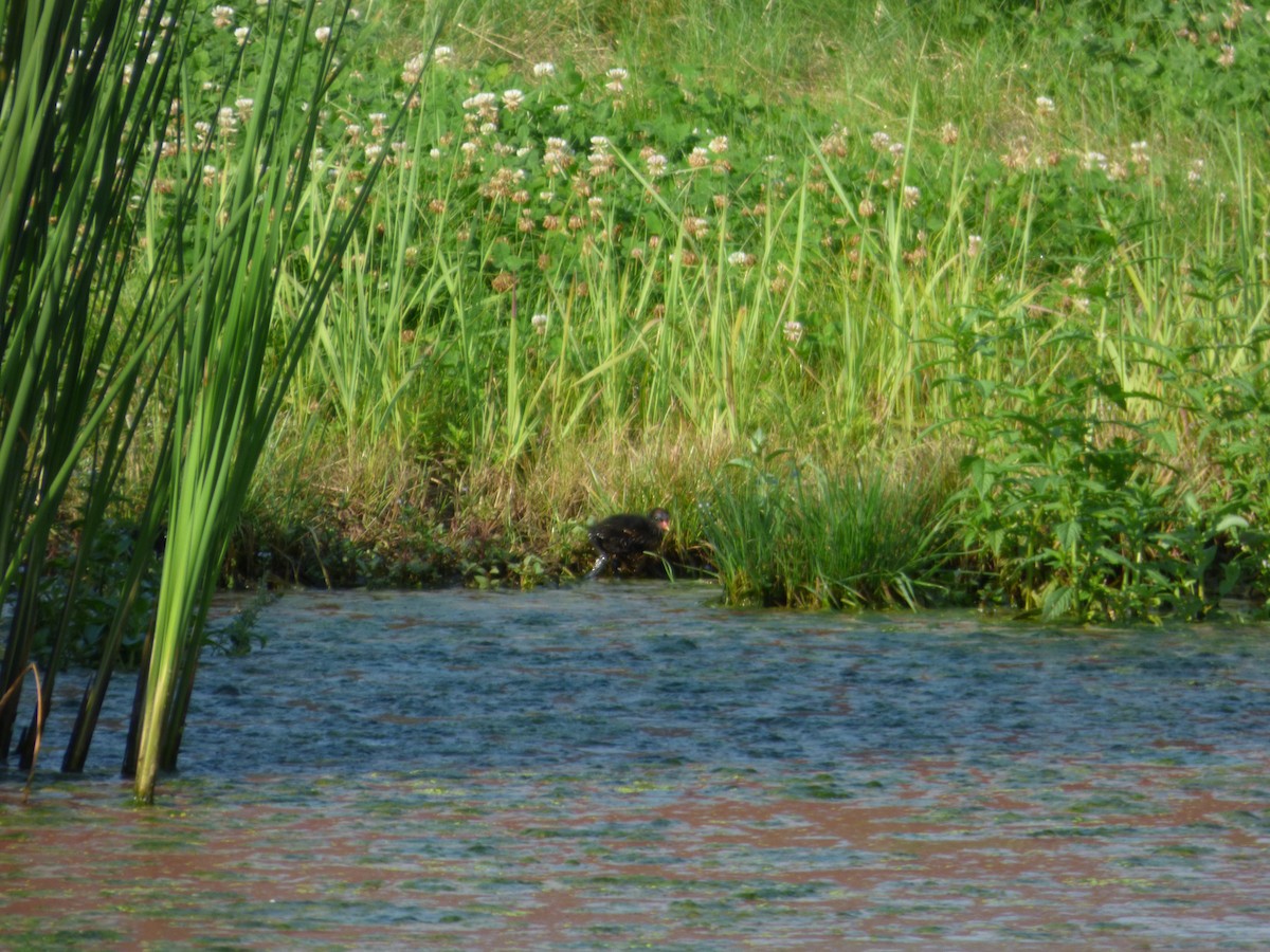 Хажилгат түнжүүр - ML621742125