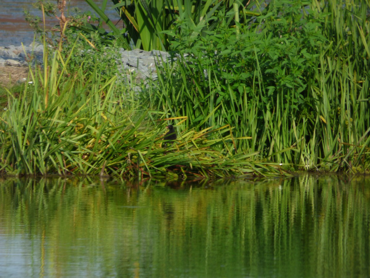 Хажилгат түнжүүр - ML621742127