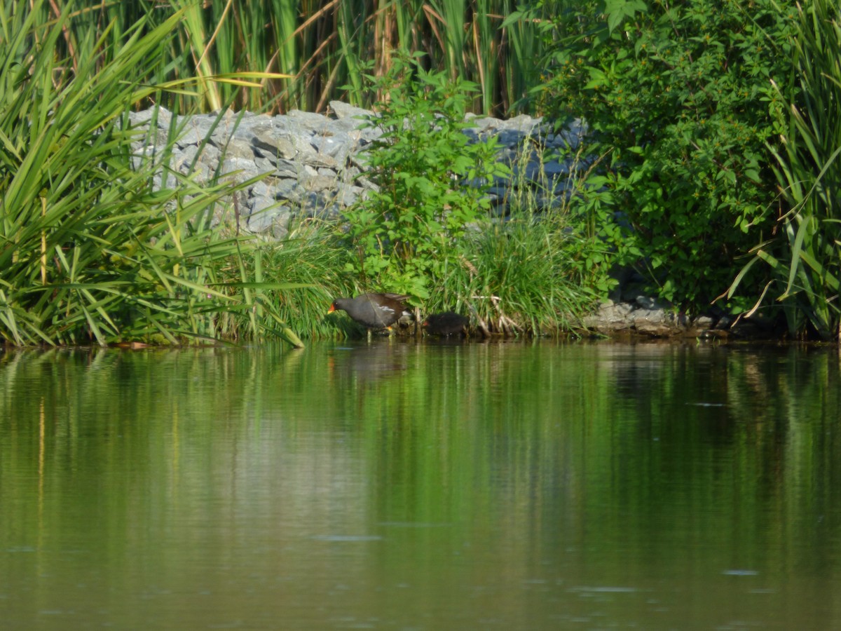 Хажилгат түнжүүр - ML621742128