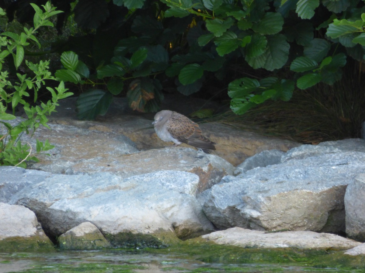 Өрнийн хүүрзгэнэ - ML621742154