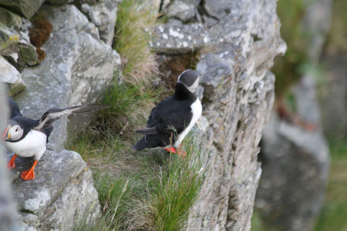 ML621742230 - Atlantic Puffin - Macaulay Library
