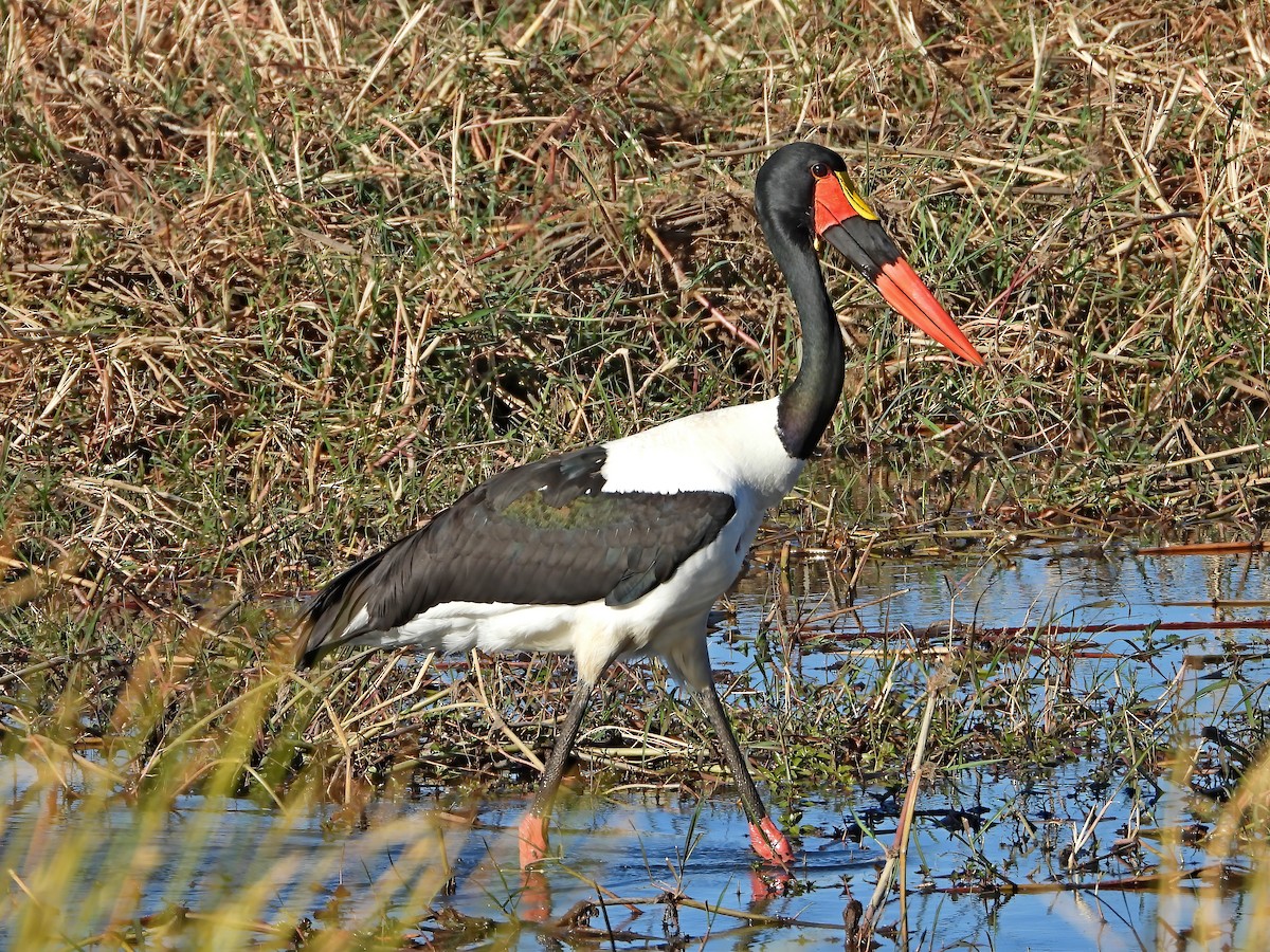 Jabirú Africano - ML621742319