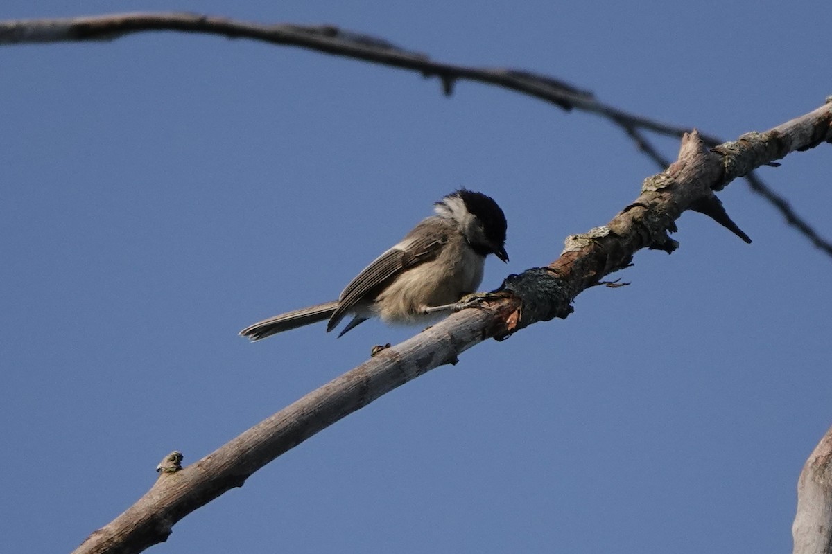 Black-capped Chickadee - ML621742339