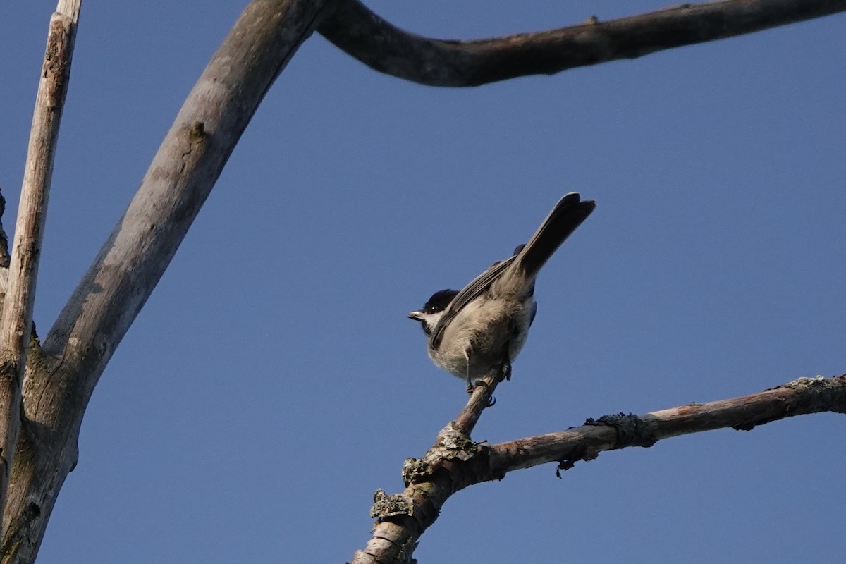 Black-capped Chickadee - ML621742340