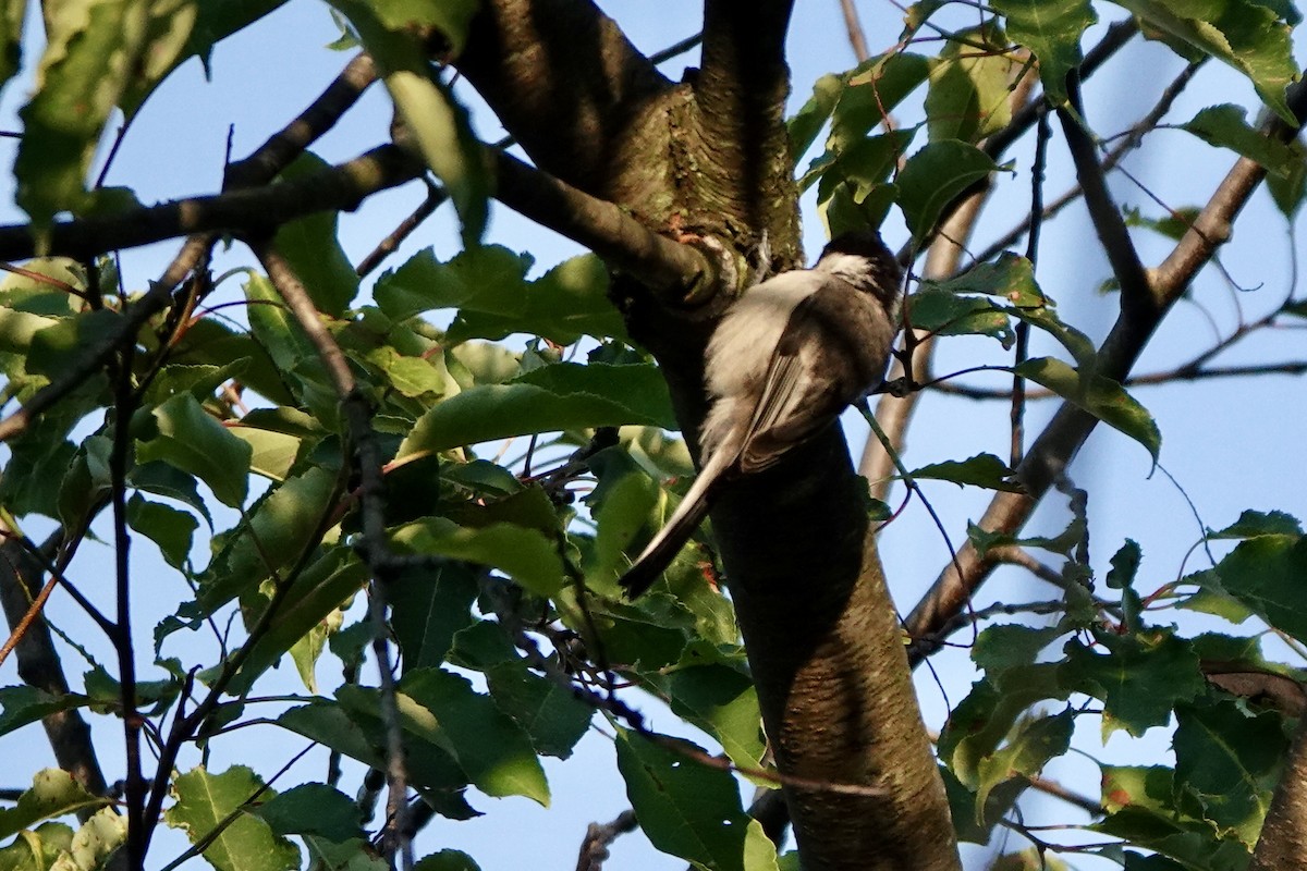 Black-capped Chickadee - ML621742341