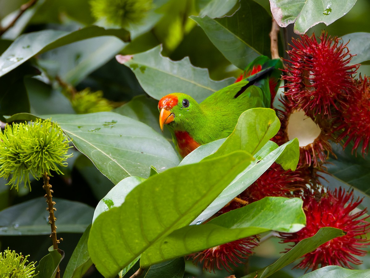 Philippine Hanging-Parrot - ML621742345