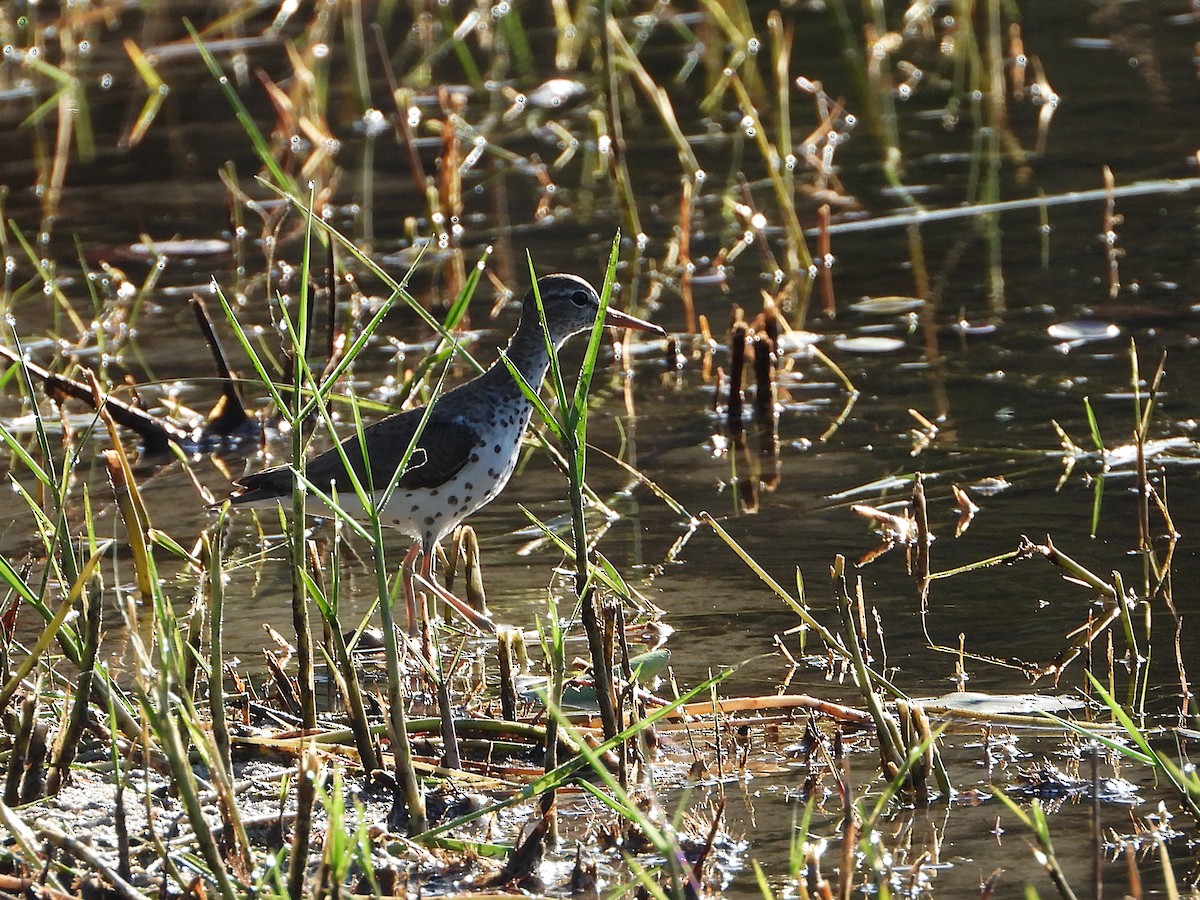 Spotted Sandpiper - ML621742388